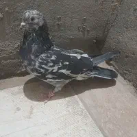 کبوتر|پرنده|نیمروز, |دیوار