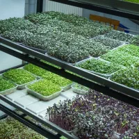 استخدام نیروی خانم