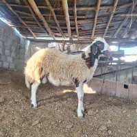 قوچ و توقلی|حیوانات مزرعه|بندر ترکمن, |دیوار