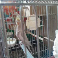 عروس هلندی نر جوجه ۶ماهه بشرط سلامت|پرنده|تهران, سلسبیل شمالی|دیوار