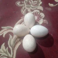 تخم بوقلمونطفه دار