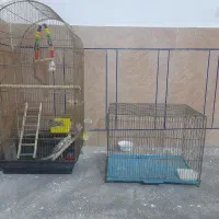 یه جفت عروس با قفس بزرگ|پرنده|دره شهر, |دیوار