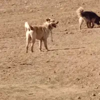 سگ عراقی|سگ|ماهنشان, |دیوار