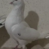 کبوتر|پرنده|ابهر, |دیوار