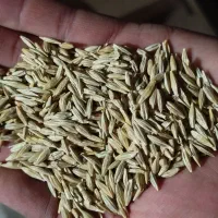 جو دیم،  صالح آباد