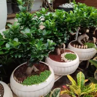ارسال انواع گلدان طبیعی گلدان بن سای جینسینگ