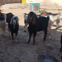 بزداشت|حیوانات مزرعه|کوهدشت, |دیوار