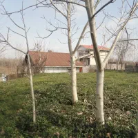 زمین با جواز ساخت با چشم انداز تالاب و باغات چای|فروش زمین و ملک کلنگی|آستانه اشرفیه, |دیوار