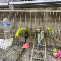 عروس هلندی