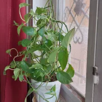 پتوس و نخل مرداب سرحال خونگی پوست کلفت