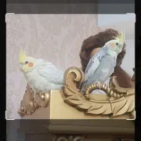 جفت عروس هلندی