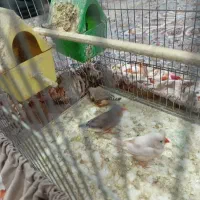 فنج