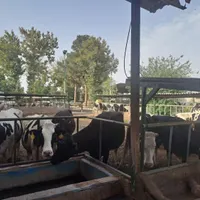 تکنسین دا مداری شیری در محیطی آرام حقوق عالی بیمه|استخدام صنعتی، فنی، مهندسی|جوادآباد, |دیوار