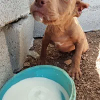 واگذاری. توله پیتبول|سگ|گهواره, |دیوار