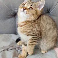 گربه سه ماهه