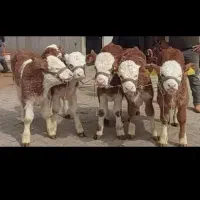 فروش انواع گوساله|حیوانات مزرعه|تهران, ایرانشهر|دیوار