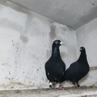 جفت نروماده زاغ