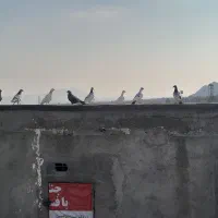 ۸تا آلمانی پرشی