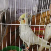 چهار عدد عروس هلندی نیمه دستی و اماده سخنگو شدن