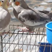 2عدد عروس هلندی نرو ماده