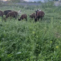 چهارراس بره سرحال وشلوغ