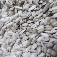 تخمه آفتابگردان نوش آباد ـ خام ،درشت،تازه چین