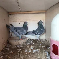 کبوتر مسافتی|پرنده|گنبد کاووس, |دیوار