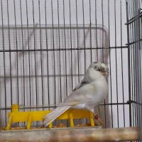 گلستر اورجینال|پرنده|اندیشه, شهرک صدف|دیوار