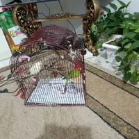 مرغ عشق با قفس|پرنده|شیراز, امام حسین|دیوار