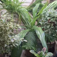 پاندانوس (گل برگ موزی)|گل و گیاه طبیعی|شاهین‌شهر, نظامی|دیوار