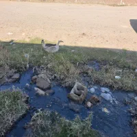 اردک و مرغ تخم گذار|حیوانات مزرعه|اردبیل, |دیوار