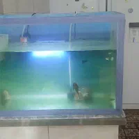 آکواریوم ۶۰در ۴۰|ماهی|قم, ولیعصر|دیوار