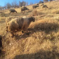 میش بختیاری (سپیدان)