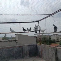 کبوتر پرشی|پرنده|آکند, |دیوار