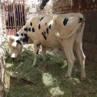 گوساله هلشتن