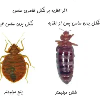 سمپاشی سم پاشی باضمانت کامل ساس سوسک