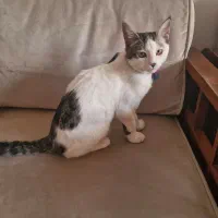 گربه ماده ۵ ماهه