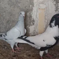 کبوتر