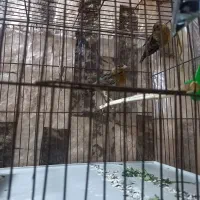 ۲تاقناری سرخ سوخته ماده|پرنده|اسلام‌شهر, شهرک مفیدی|دیوار