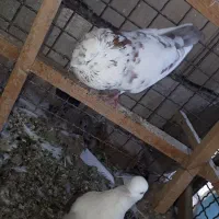 کفتر سالم پرشی|پرنده|تهران, مسعودیه|دیوار