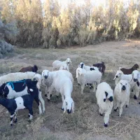 گوسفند وبره نر نسل دار