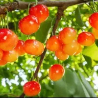 فروش ارقام هلو شلیل زردآلو آلوچه گیلاس گردو صنوبر