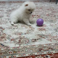 سگ پامر خرسی