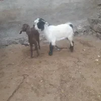 بزغاله نر وماده چاق موجود است|حیوانات مزرعه|صحنه, |دیوار