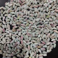 مغز پسته فروش عمده ای برای سوهان پزی و ...|خوردنی و آشامیدنی|قم, شاه احمد قاسم|دیوار