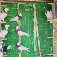 رنگی .کله .سینه .شهری .دم سفید|پرنده|محمله, |دیوار