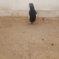 کفتر سینه|پرنده|شیراز, تندگویان|دیوار