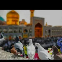 تور هوایی مشهد