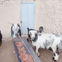 فروش بره قوچ و دبر