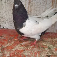 نر زوردارگرفته دیشب
